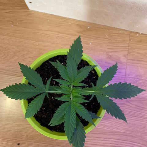 Küsa growlog timeline photo