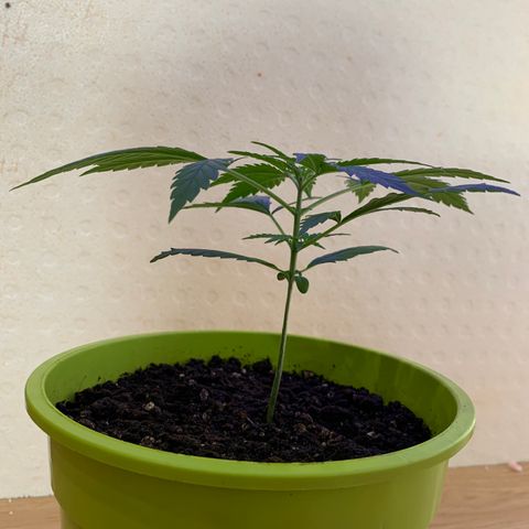 Küsa growlog timeline photo