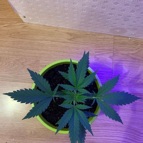 Küsa growlog timeline photo