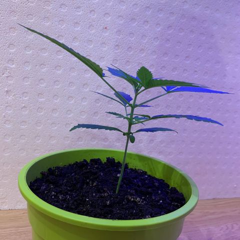Küsa growlog timeline photo