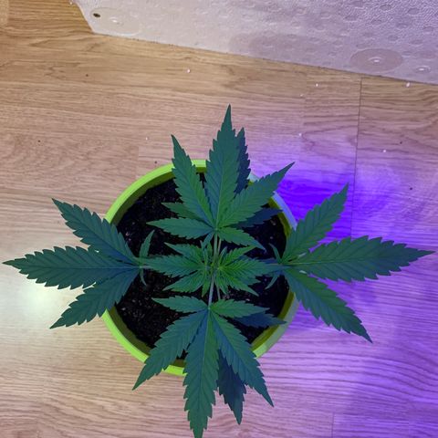 Küsa growlog timeline photo