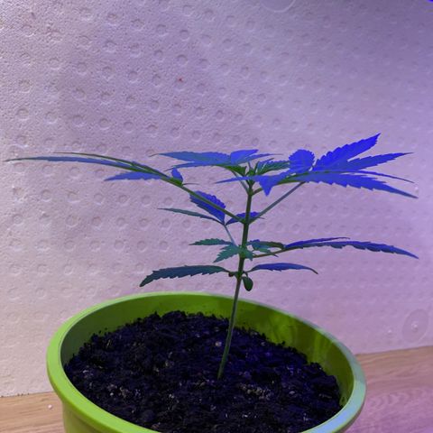 Küsa growlog timeline photo