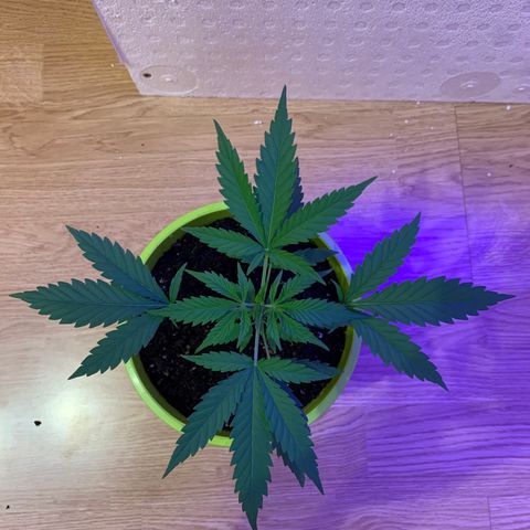 Küsa growlog timeline photo