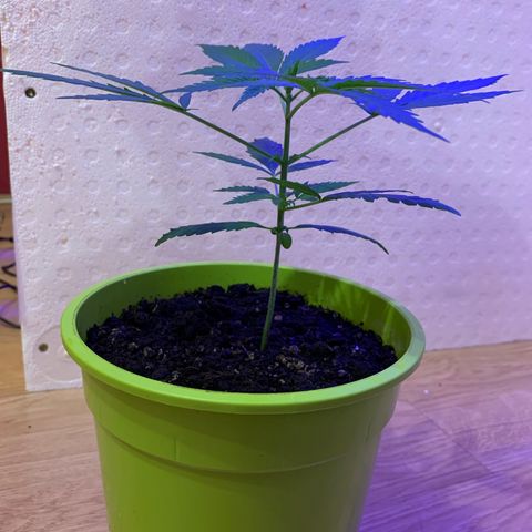Küsa growlog timeline photo