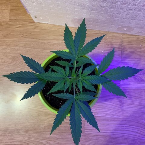 Küsa growlog timeline photo