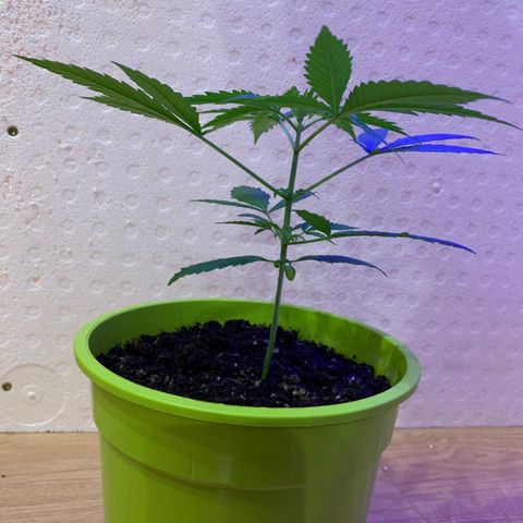 Küsa growlog timeline photo
