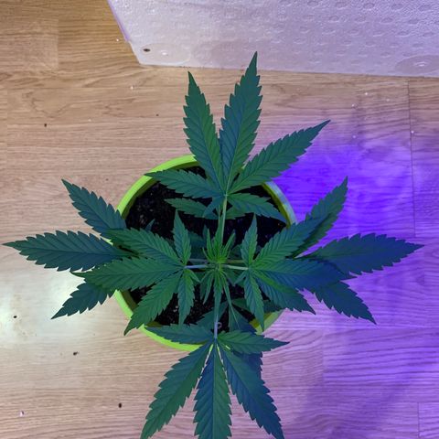 Küsa growlog timeline photo