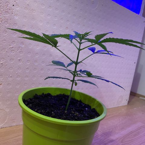 Küsa growlog timeline photo