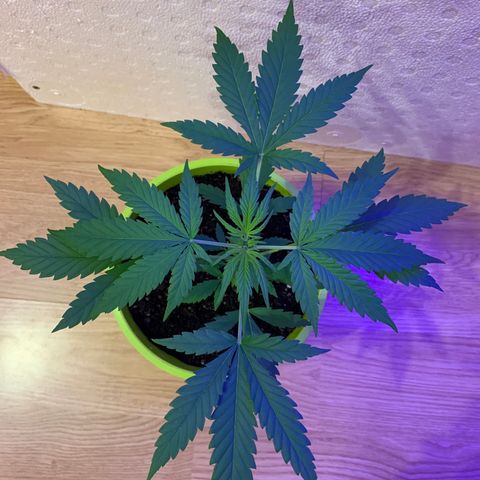 Küsa growlog timeline photo