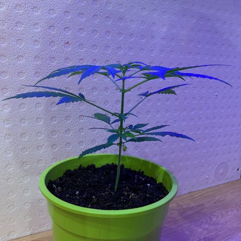 Küsa growlog timeline photo