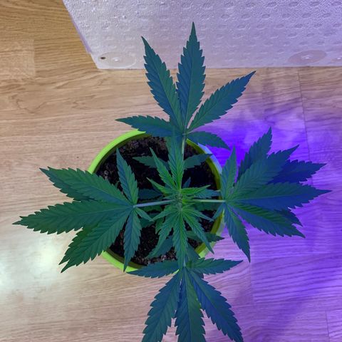 Küsa growlog timeline photo