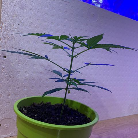 Küsa growlog timeline photo