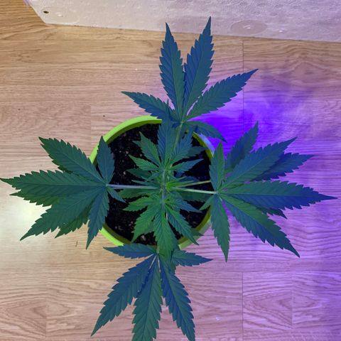 Küsa growlog timeline photo