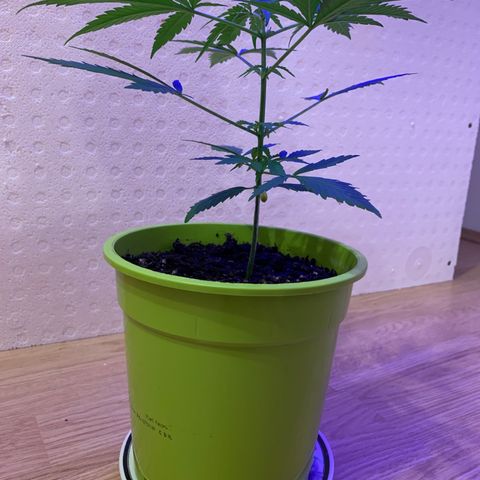Küsa growlog timeline photo