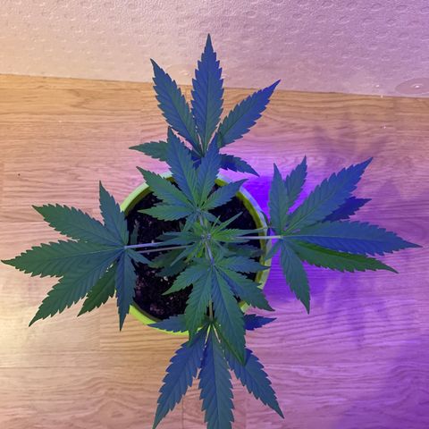 Küsa growlog timeline photo