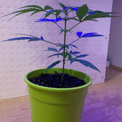 Küsa growlog timeline photo