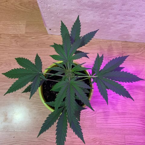 Küsa growlog timeline photo