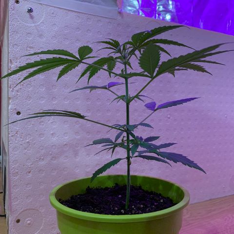 Küsa growlog timeline photo