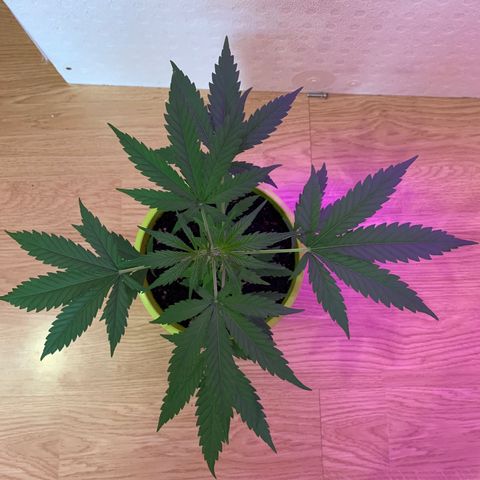 Küsa growlog timeline photo