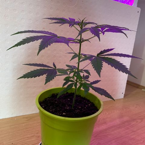 Küsa growlog timeline photo