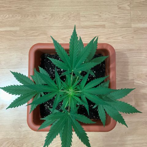 Küsa growlog timeline photo