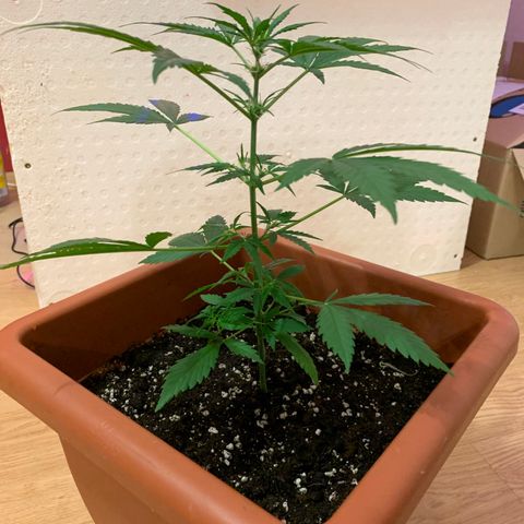 Küsa growlog timeline photo