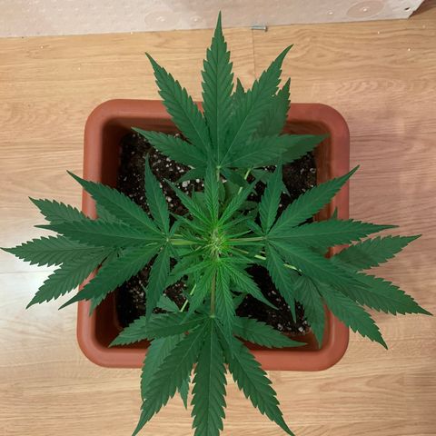 Küsa growlog timeline photo