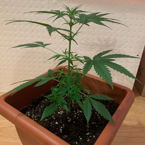 Küsa growlog timeline photo
