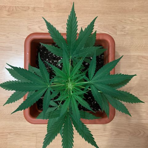 Küsa growlog timeline photo