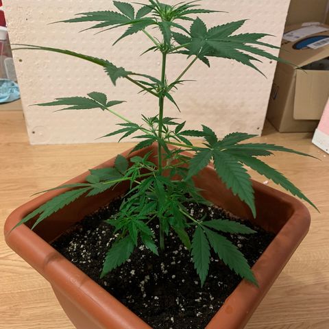 Küsa growlog timeline photo