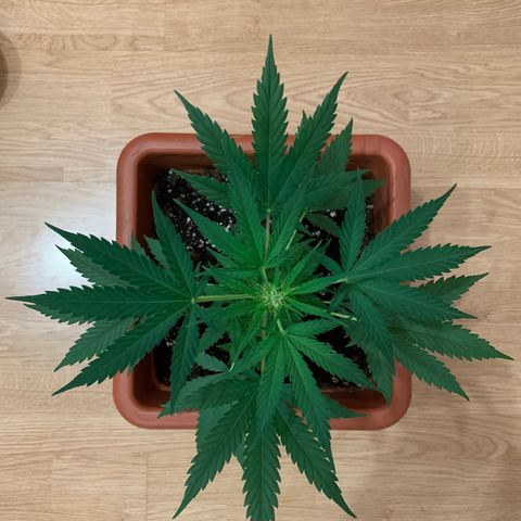 Küsa growlog timeline photo