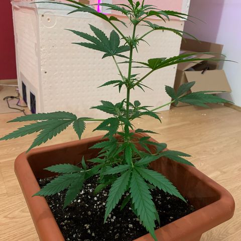 Küsa growlog timeline photo