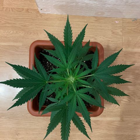 Küsa growlog timeline photo
