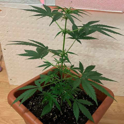 Küsa growlog timeline photo