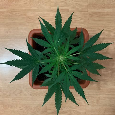 Küsa growlog timeline photo