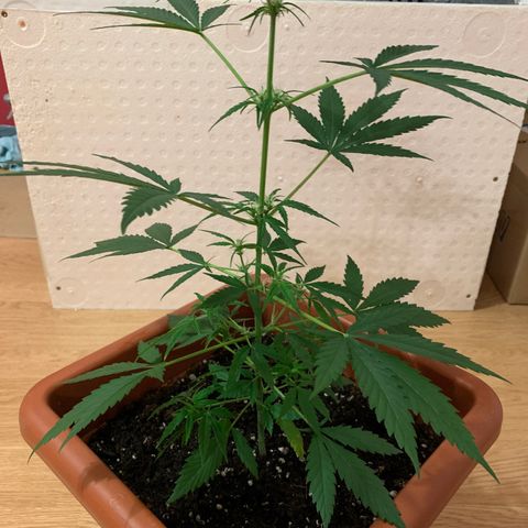 Küsa growlog timeline photo