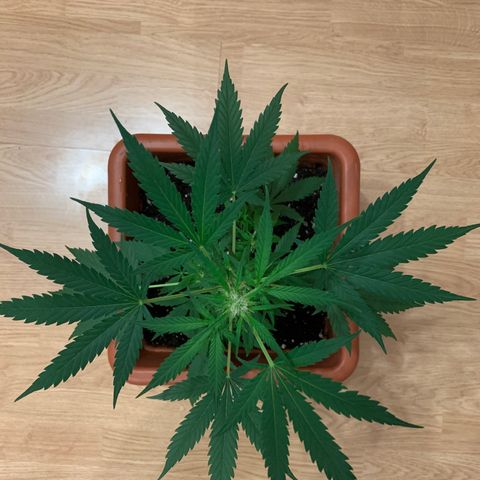 Küsa growlog timeline photo