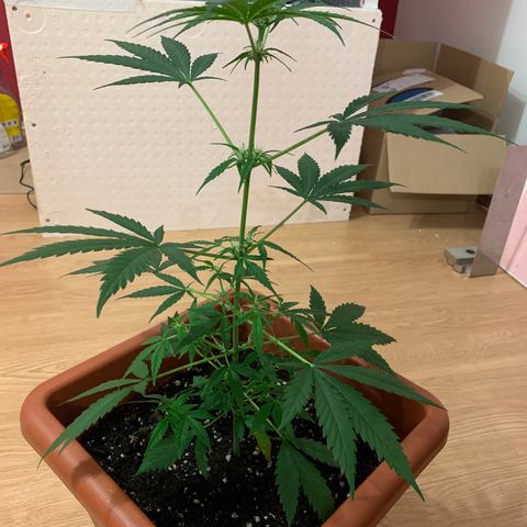 Küsa growlog timeline photo