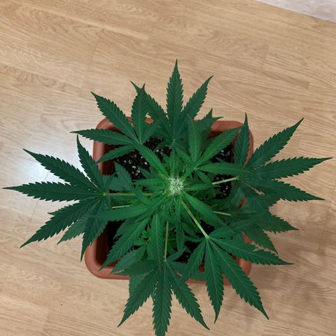Küsa growlog timeline photo