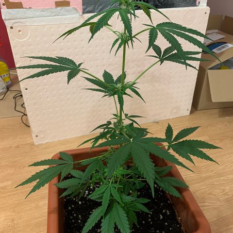 Küsa growlog timeline photo