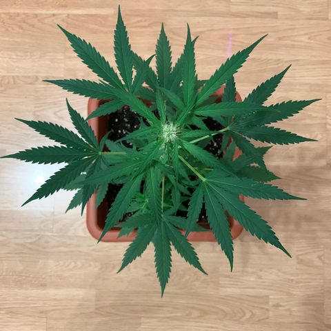 Küsa growlog timeline photo
