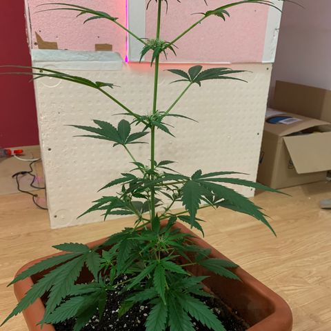 Küsa growlog timeline photo