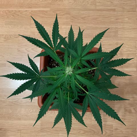 Küsa growlog timeline photo