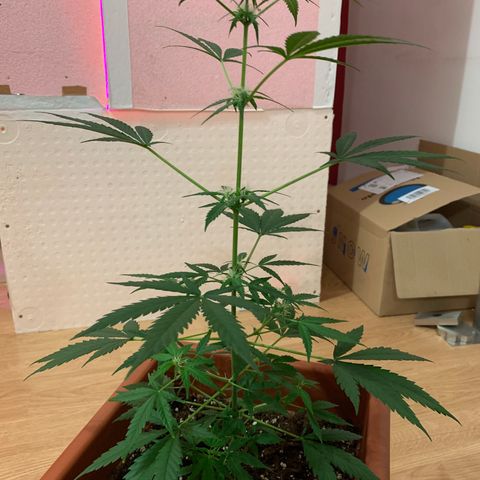 Küsa growlog timeline photo