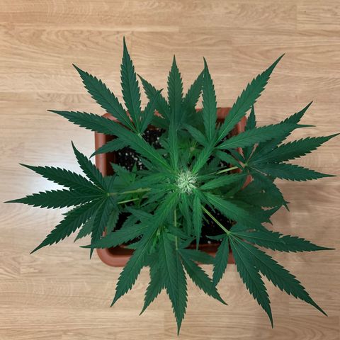 Küsa growlog timeline photo