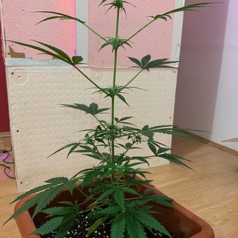 Küsa growlog timeline photo