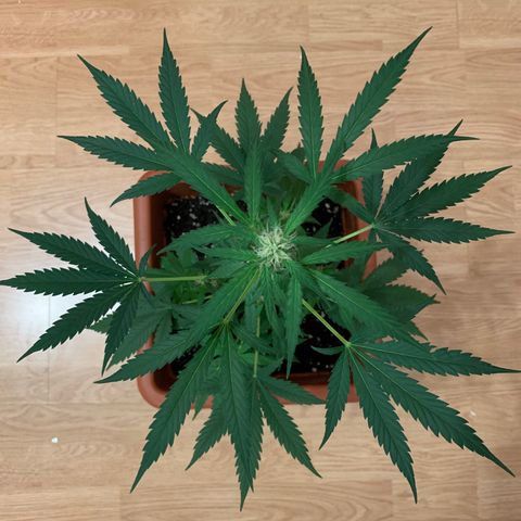 Küsa growlog timeline photo