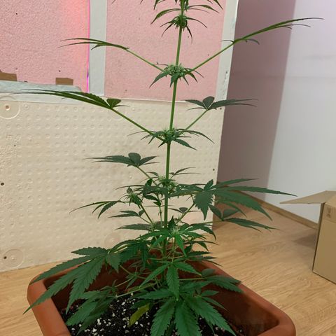 Küsa growlog timeline photo