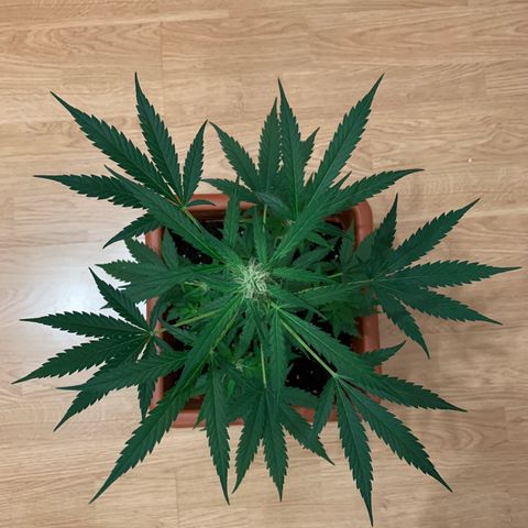 Küsa growlog timeline photo