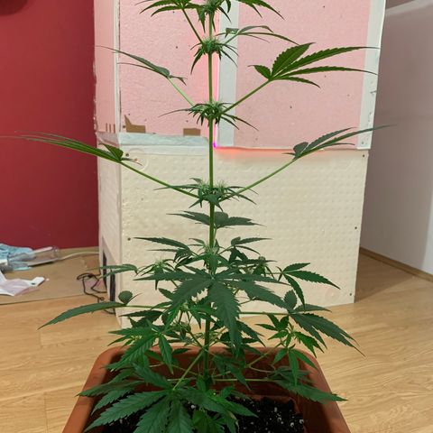 Küsa growlog timeline photo